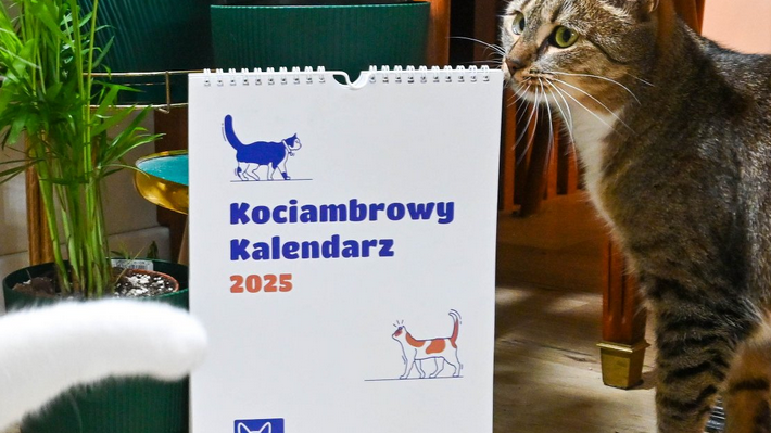 Na zdjęciu widać na pierwszym planie ścienny kalendarz na rok 2025, przy którym zatrzymał się kot. W tle stoją rośliny doniczkowe