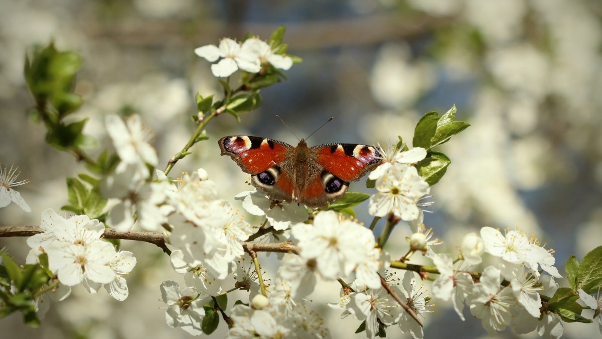 Motyl na białych kwiatach