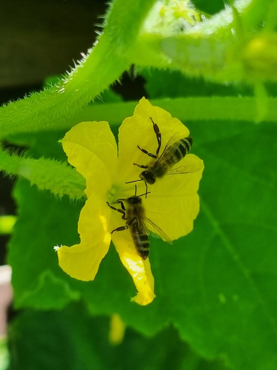 Żółty kwiat ogórki z pszczołami - grafika artykułu