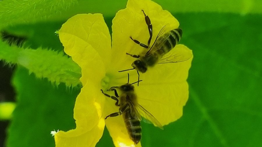 Żółty kwiat ogórki z pszczołami