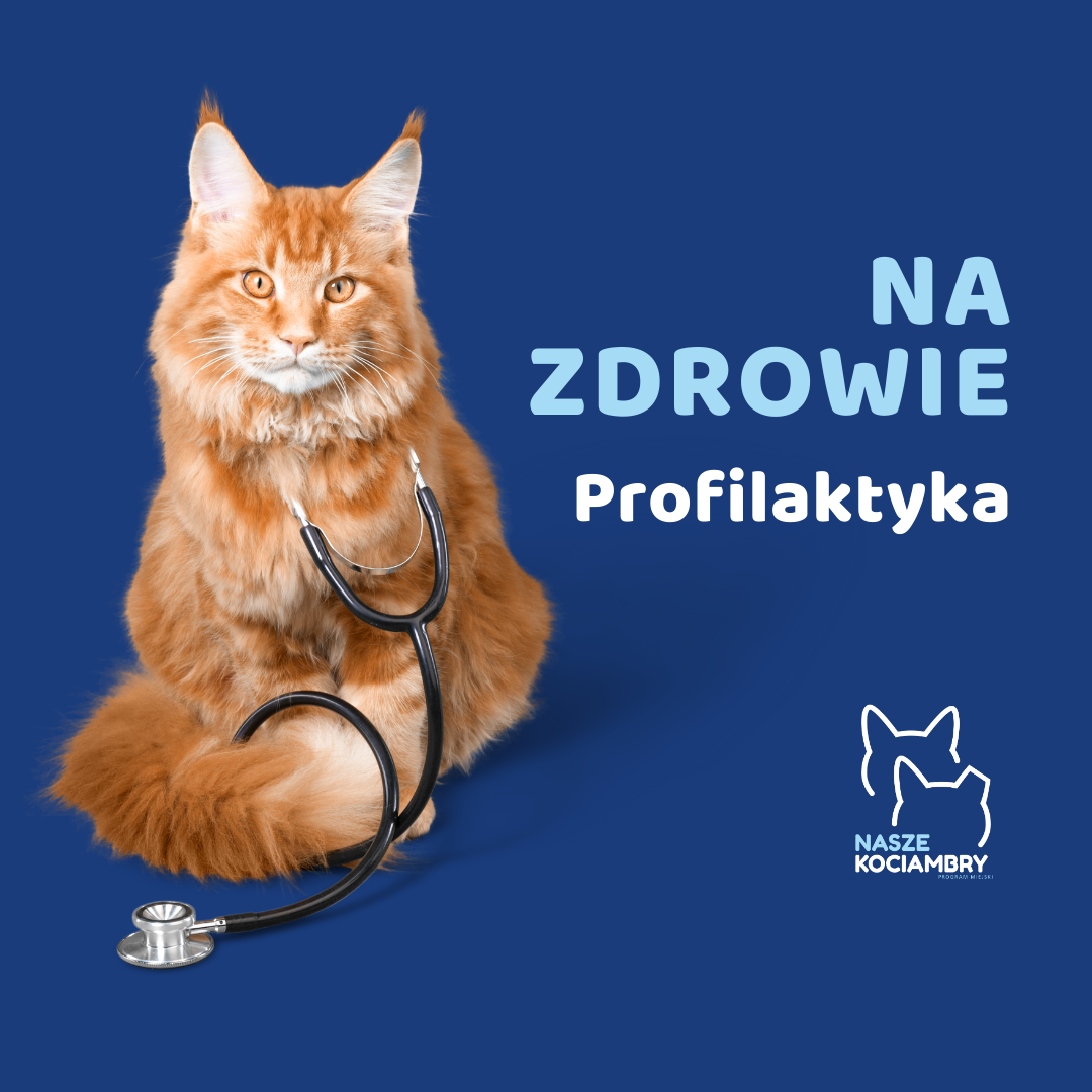 Na zdjęciu jest widoczny kot i napis na zdrowie profilaktyka