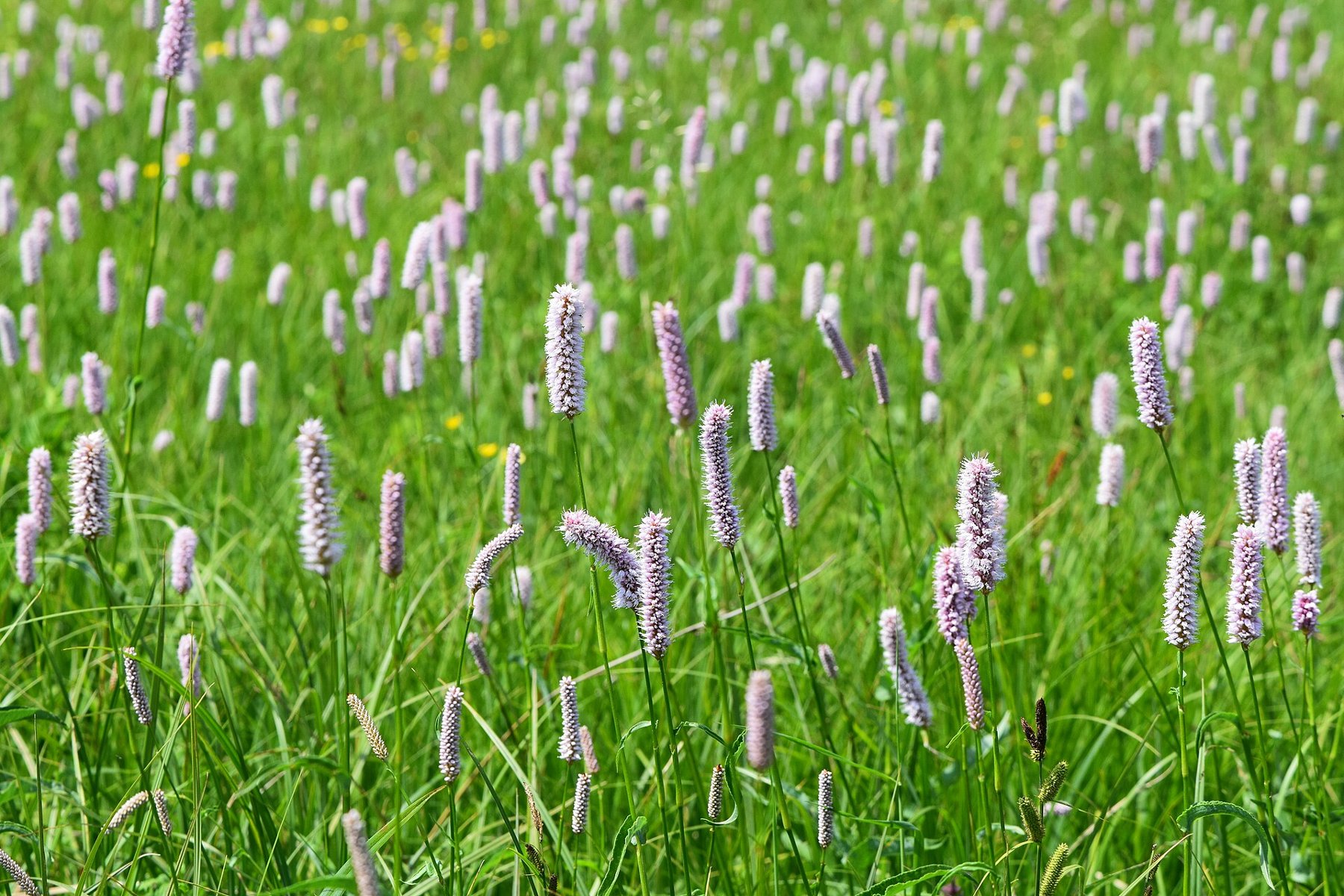 Rdest wężownik (Bistorta officinalis L.)- na zdjęciu widoczne lancetowate liście z bladoróżowymi kwiatostanami zebrane w gęsty, walcowaty kłos, osadzony na szczycie łodygi., źródło zdjęć: Bistorta officinalis kz03 - Rdest wężownik - Wikipedia, wolna encyklopedia