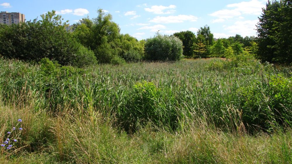 Teren jest objęty ochroną ze względu na cenną florę i faunę