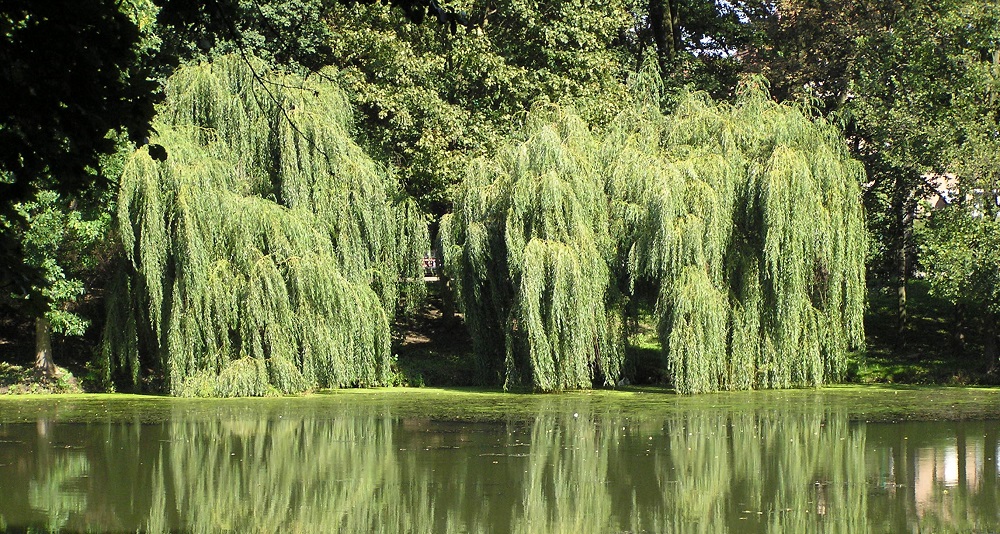 Park Sołacki (fot. M. Malinowski) - grafika artykułu