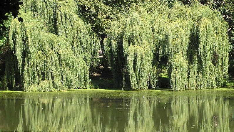 Park Sołacki (fot. M. Malinowski)