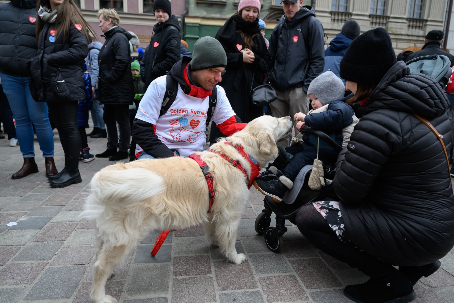 Jasny pies z długą siercią, ubrany w czerwone szelki obwąchuje rączkę małego dziecka w wózku. Obok nich klęka mama dziecka i wolontariusz, opiekun psa. W tle inny ludzie, którzy przyglądają się pieskowi. - grafika artykułu