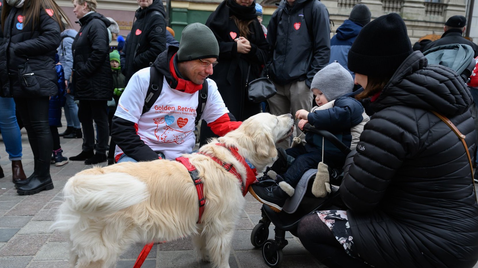 Jasny pies z długą siercią, ubrany w czerwone szelki obwąchuje rączkę małego dziecka w wózku. Obok nich klęka mama dziecka i wolontariusz, opiekun psa. W tle inny ludzie, którzy przyglądają się pieskowi.