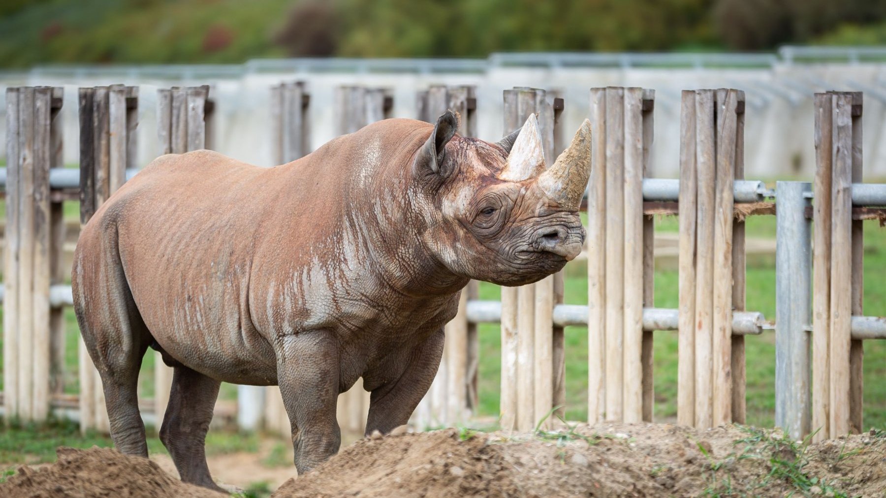 Nosorożec w poznańskim zoo.