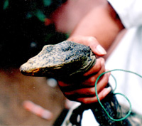 DZIEŃ DZIECKA W STARYM ZOO