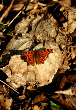 Motyl na suchych, jesiennych liściach