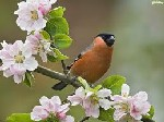 Wycieczka ornitologiczna - usłyszeć wiosnę