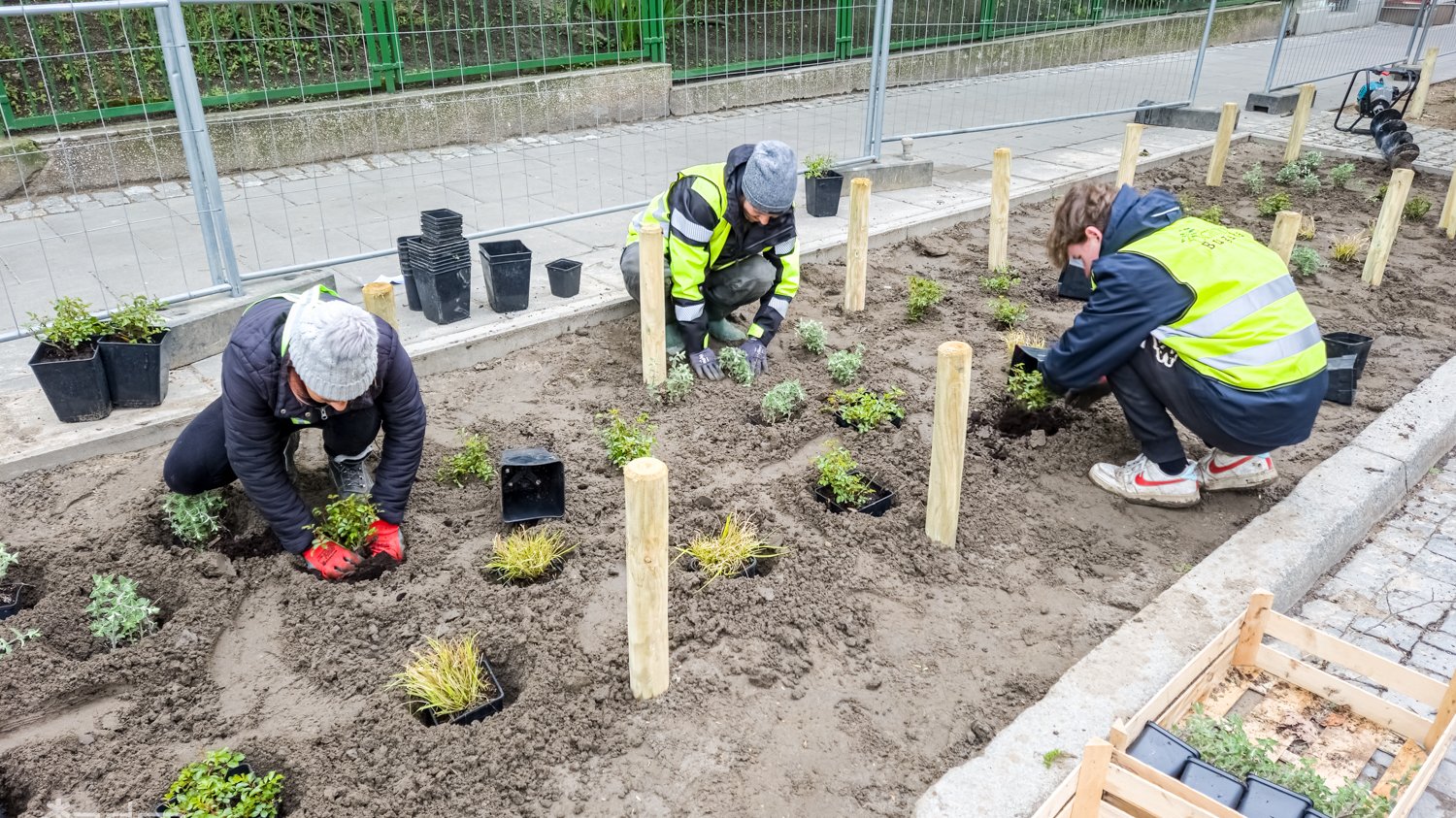 Galeria zdjęć z nasadzeń nowych drzew i zieleni niskiej przy ul. Czarnieckiego