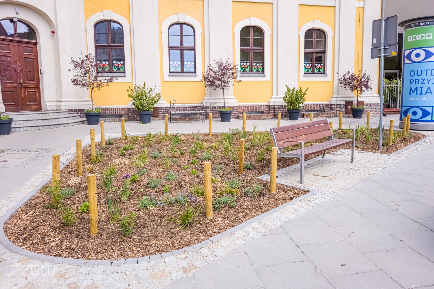 Galeria zdjęć nowych nasadzeń na Śródce - grafika artykułu