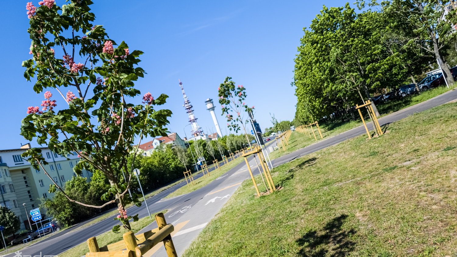 Galeria zdjęć nowych drzew na Piątkowie