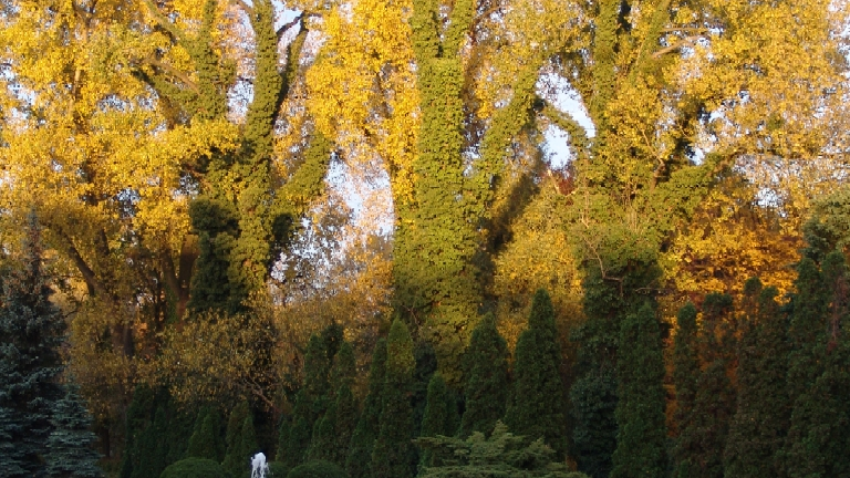 Ogród Botaniczny UAM fot. K. Fryś