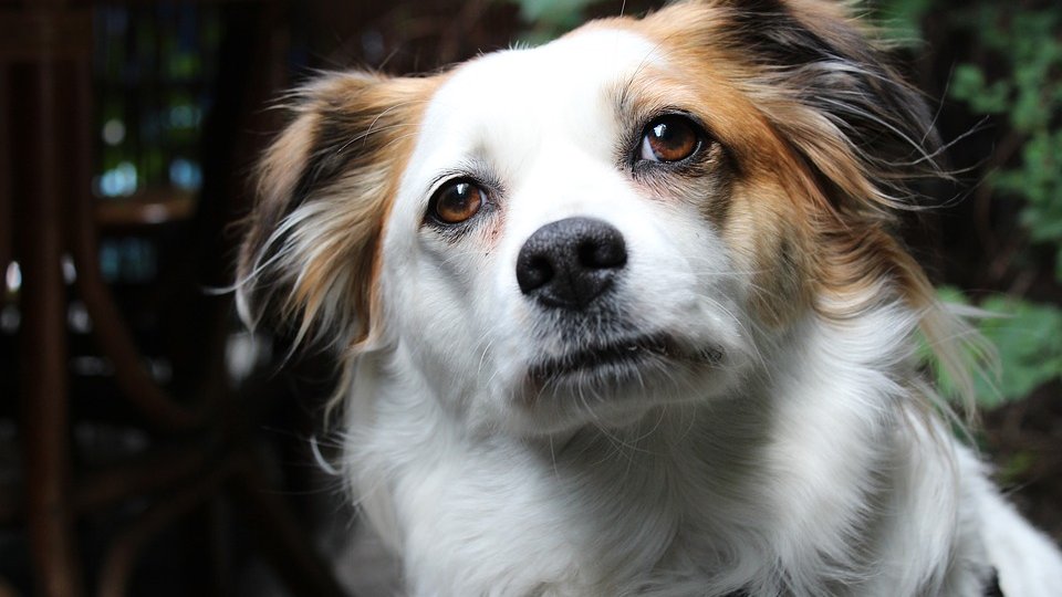 Na zdjęciu niewielki pies, biały z brązowymi uszami, patrzący prosto przed siebie - grafika artykułu