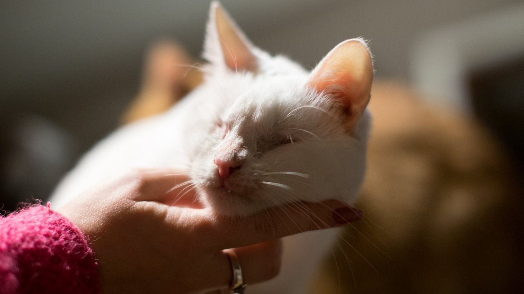 Niewidomym kotom pomaga fundacja Ja Pacze Sercem/archiwum fundacji
