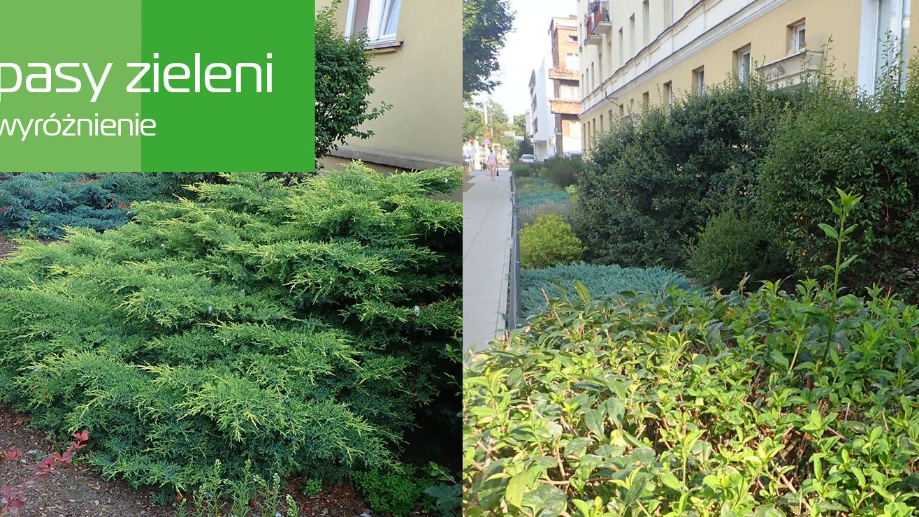 Konkurs "Zielony Poznań" pokazuje, że każdy z mieszkańców może mieć wpływ na zieleń w mieście