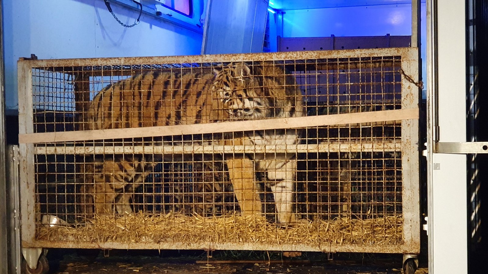 Do Poznania przyjechało siedem zwierząt