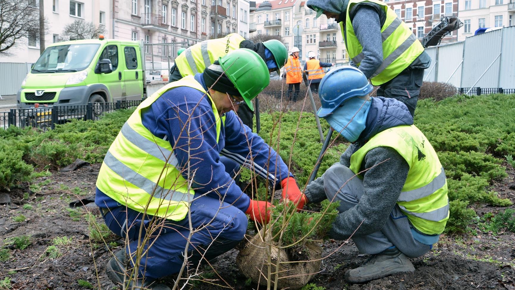 Przesadzanie krzewów już się rozpoczęło