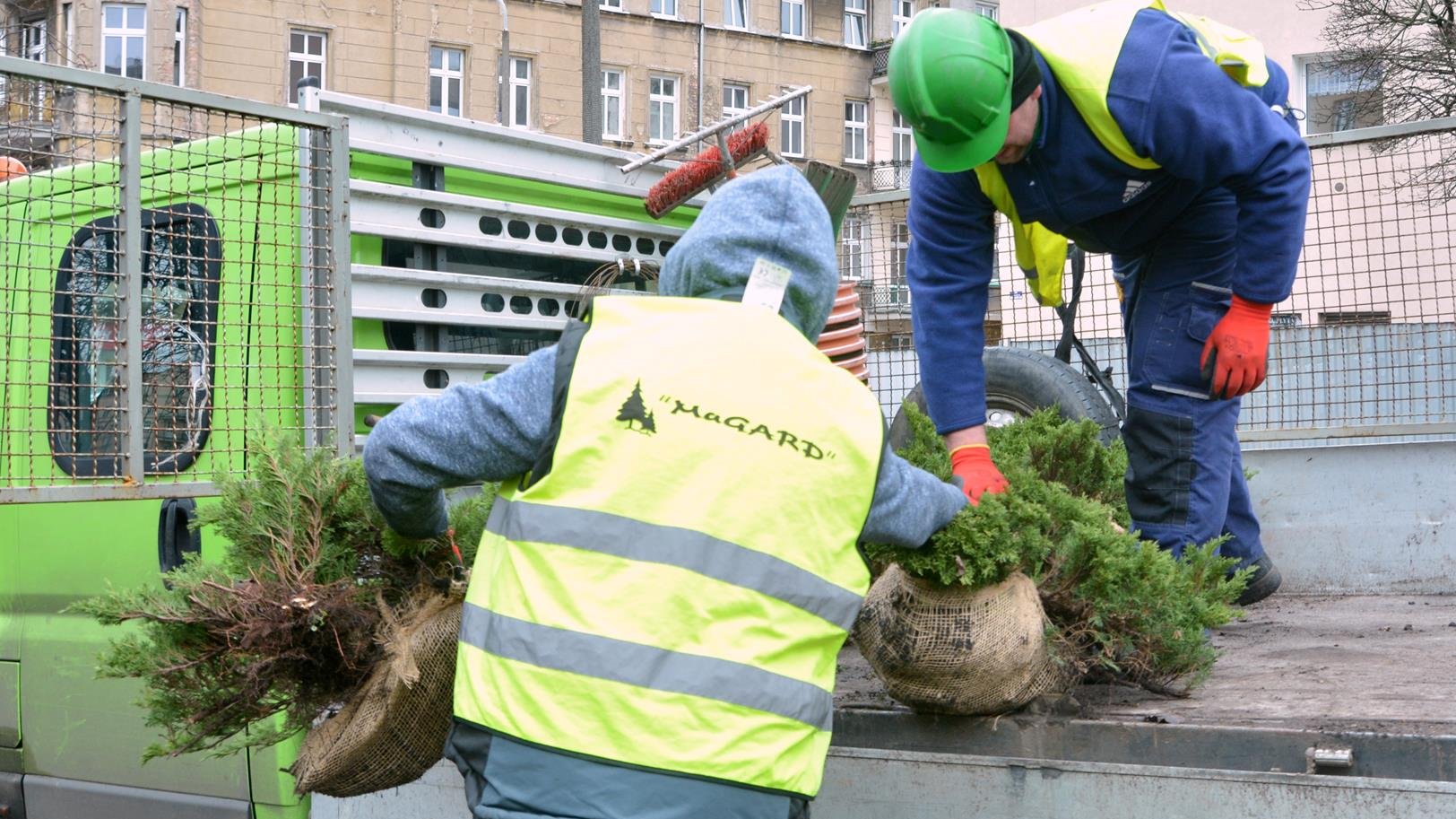 Przesadzanie krzewów już się rozpoczęło