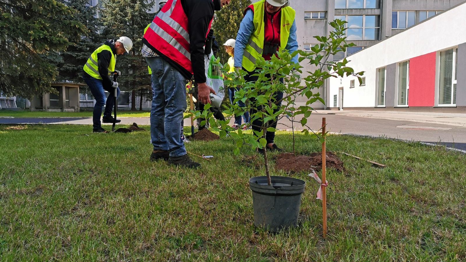 Dzięki akcji nasadzeń na terenach Veolii Energii Poznań przybyło 80 drzew iglastych, 15 liściastych oraz pole lucerny siewnej/ fot. Veolia Energia Poznań