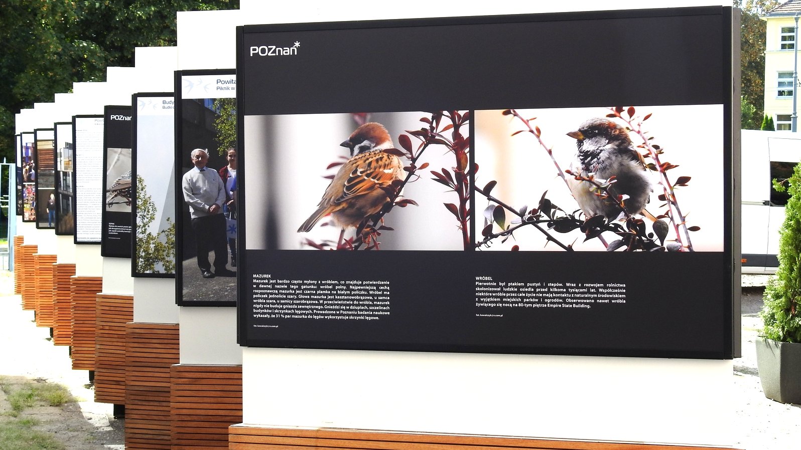 W Poznaniu szczególną troską otoczone są ptaki, zwłaszcza jerzyki. Na zdjęciu wystawa na dziedzińcu urzędu miasta, która odbyła się w 2019 r.