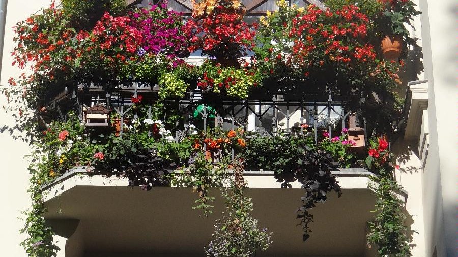 Zdjęcie przedstawia ukwiecony balkon.