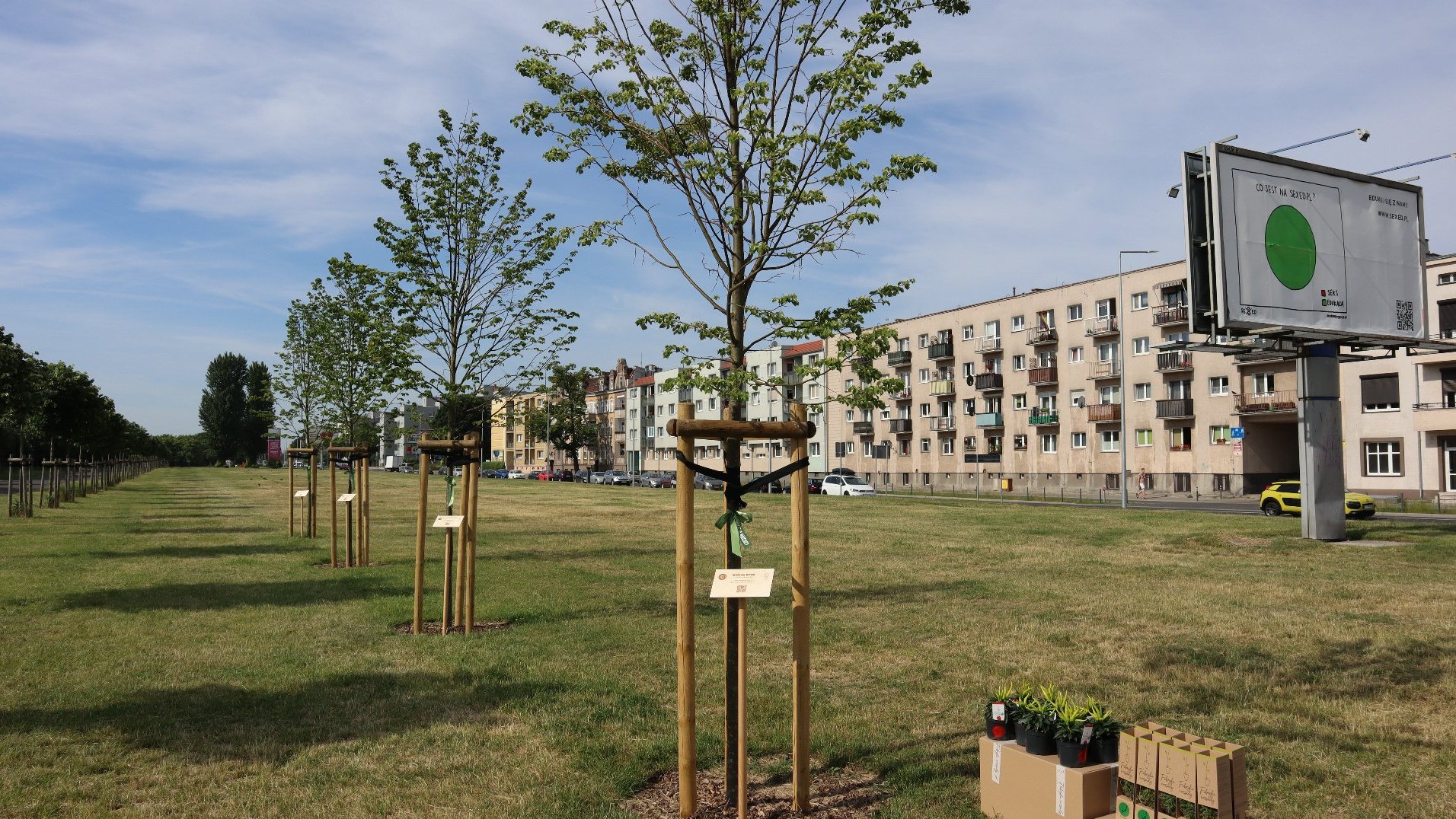 Zdjęcie przedstawia szpaler drzew przy których znajdują się tabliczki. Po prawej strony widać bloki.