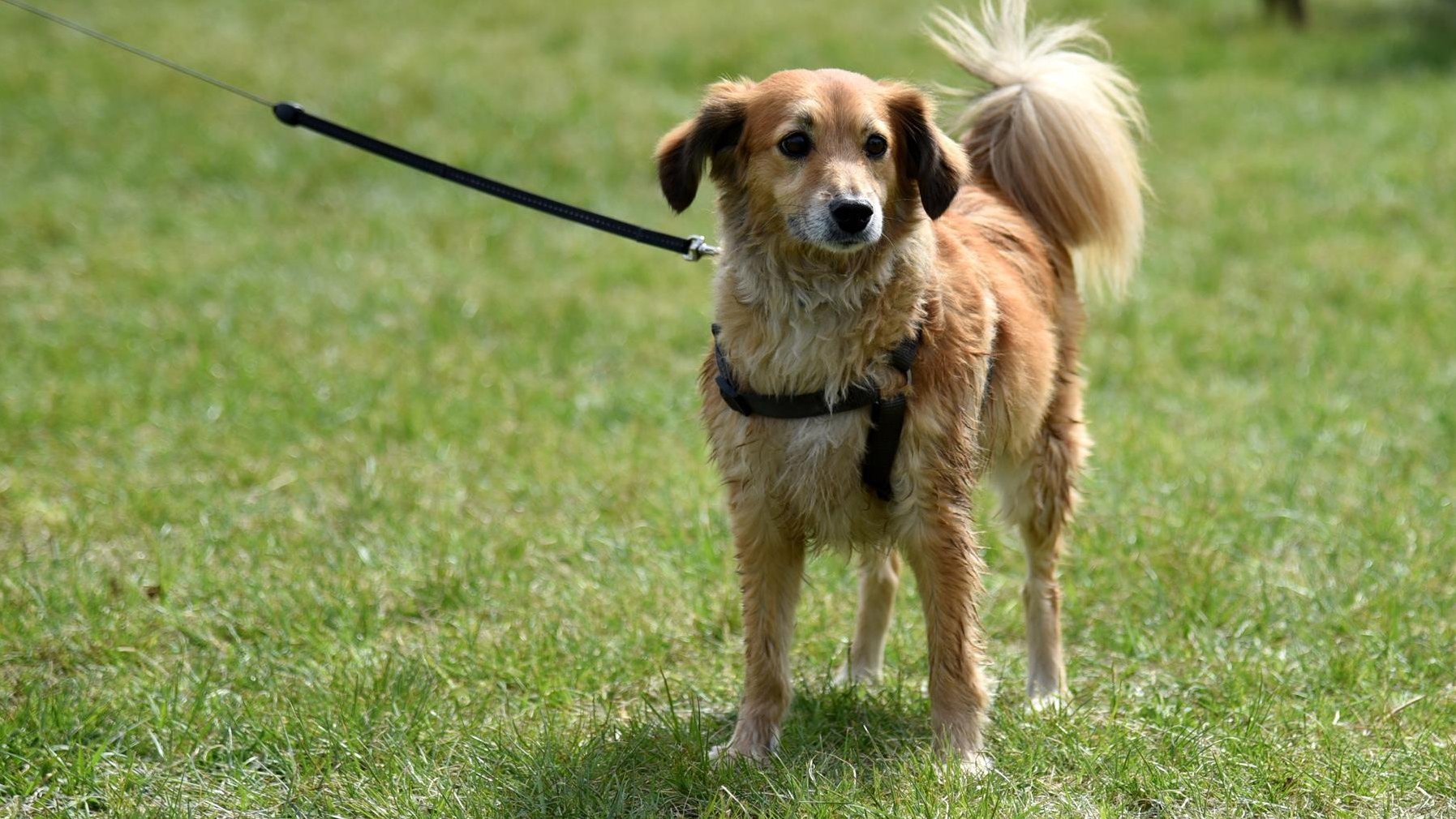 Zdjęcie przedstawia brązowego psa, średnich rozmiarów.