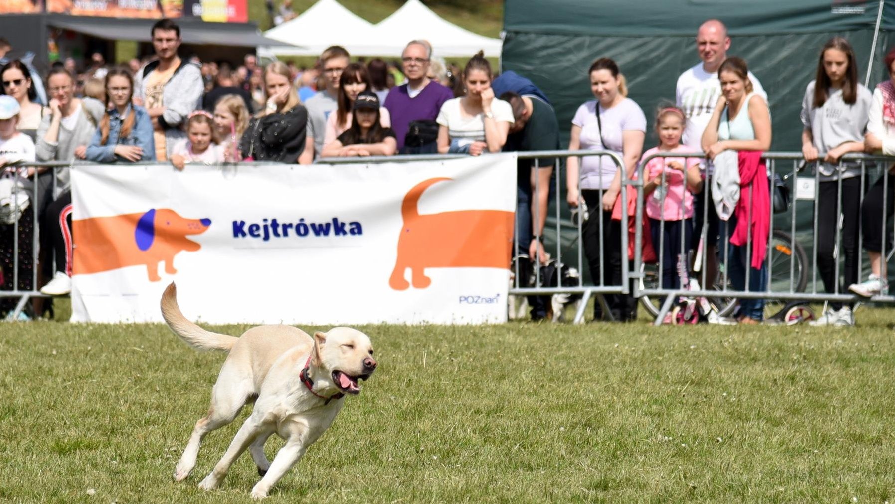 Zdjęcie przedstawia biegnącego psa. W tle, za barierką stoją ludzie. Na barierce wisi plakat z napisem "Kejtrówka" i obrazkiem psa.