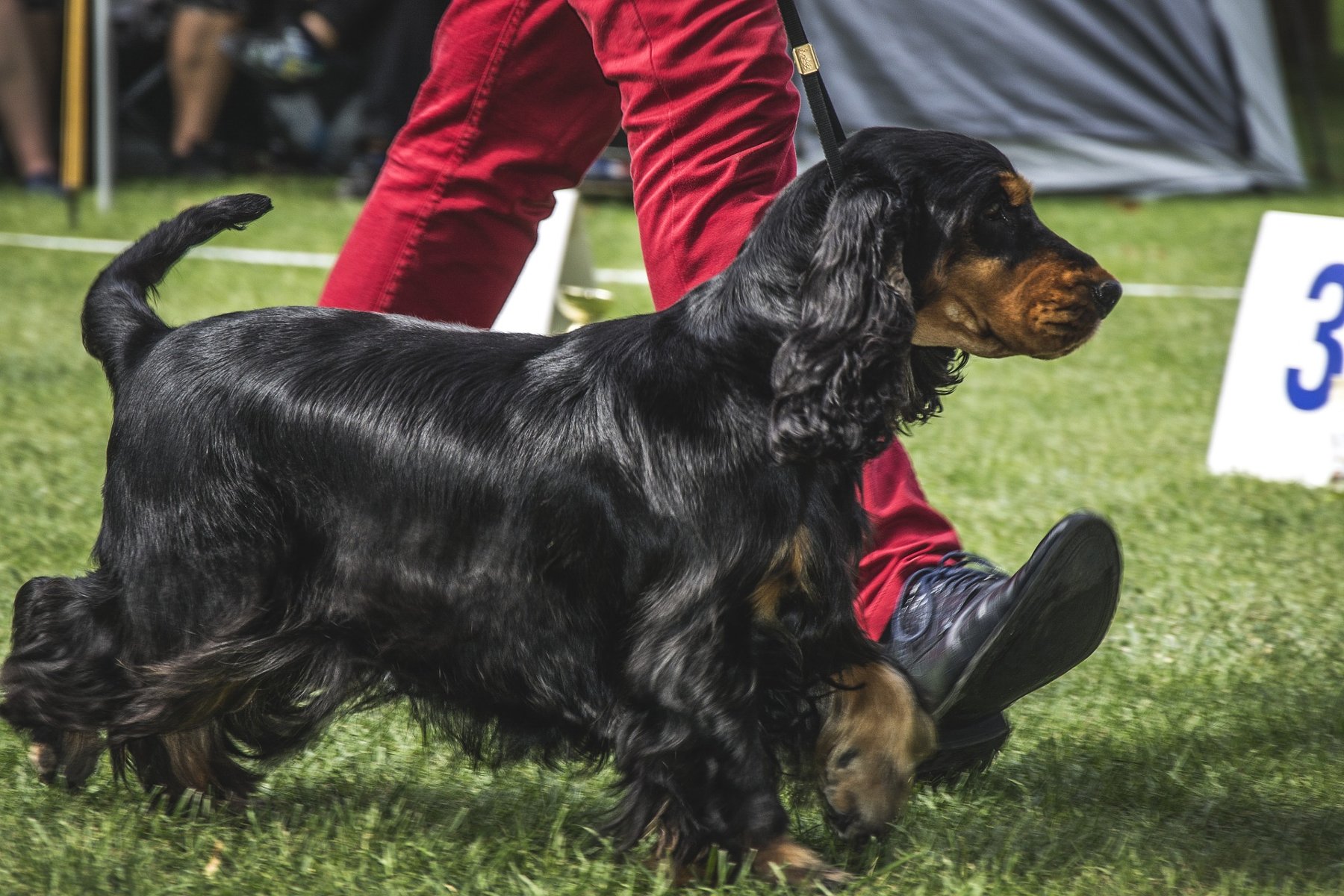 Zdjęcie przedstawia psa rasy cocker spaniel angielski. - grafika artykułu