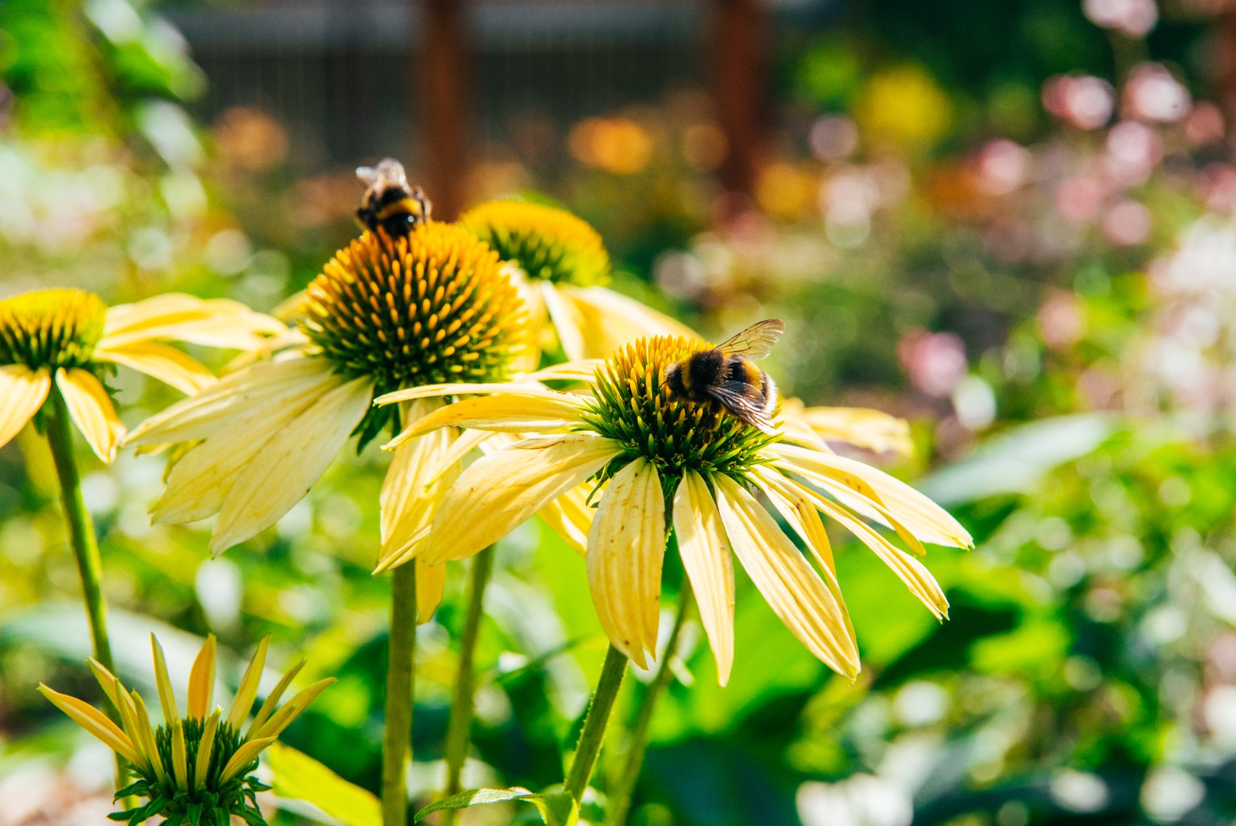 Zdjęcie przedstawia pszczoły na kwiatkach. - grafika artykułu