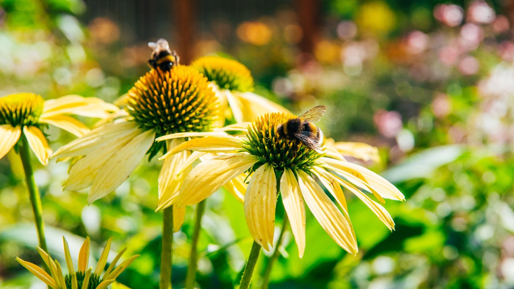 Zdjęcie przedstawia pszczoły na kwiatkach.