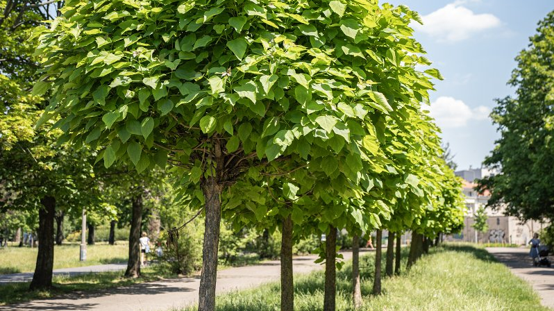 Galeria zdjęć przedstawia park Kasprowicza. Widać na nim roślinność, a także plac zabaw, siłownię zewnętrzną i halę Arena.