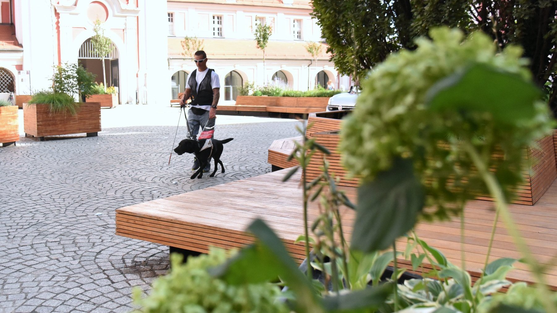 Na zdjęciu trener i pies na dziedzińcu urzędu miasta, na pierwszym planie rośliny