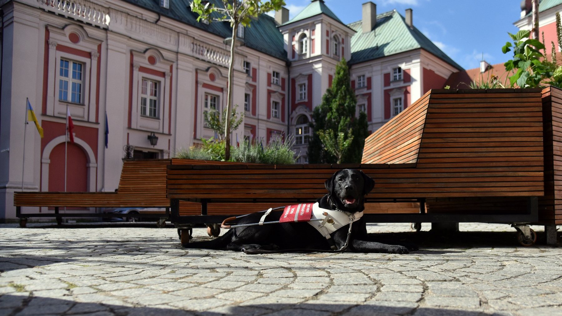 Na zdjęciu czarny labrador leżący na dziedzińcu urzędu, w tle budynek urzędu i rośliny