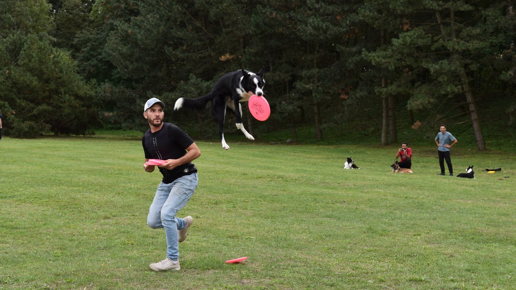 Na zdjęciu pies łapiący frisbee w locie