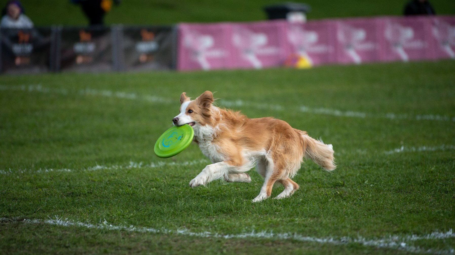 Galeria zdjęć przedstawia pierwszy dzień dogfrisbee World Finals USDDN Polska 2022.