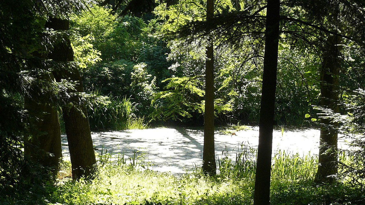 Na zdjęciu park: widać drzewa i staw