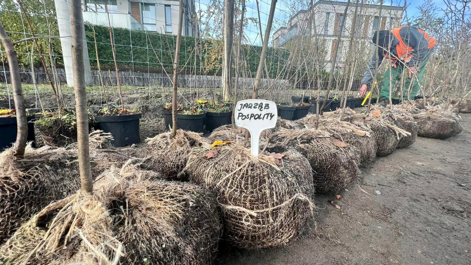 Galeria zdjęć przedstawiająca sadzonki drzew przygotowane do posadzenia w lesie kieszonkowym