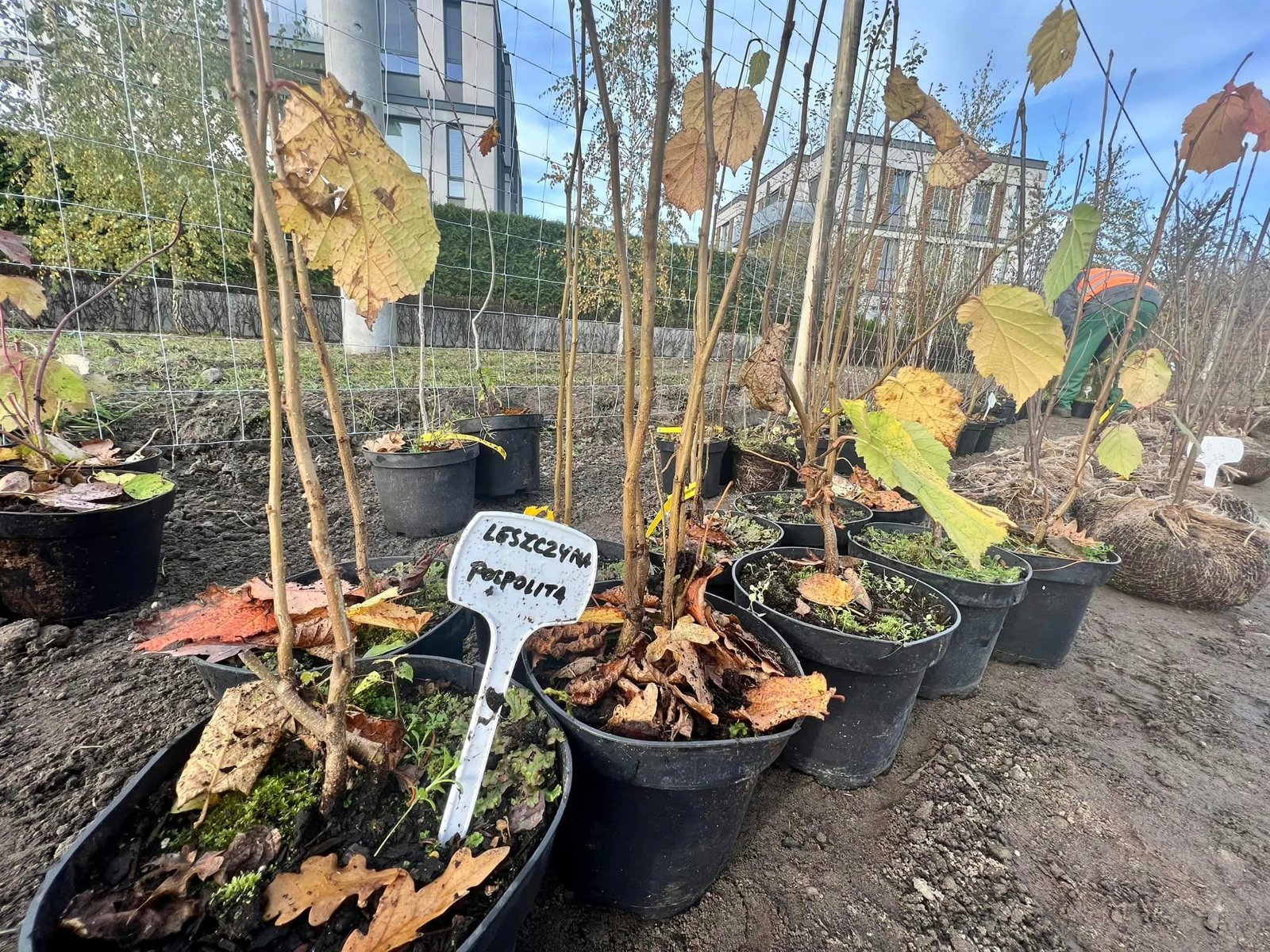 Galeria zdjęć przedstawiająca sadzonki drzew przygotowane do posadzenia w lesie kieszonkowym - grafika artykułu