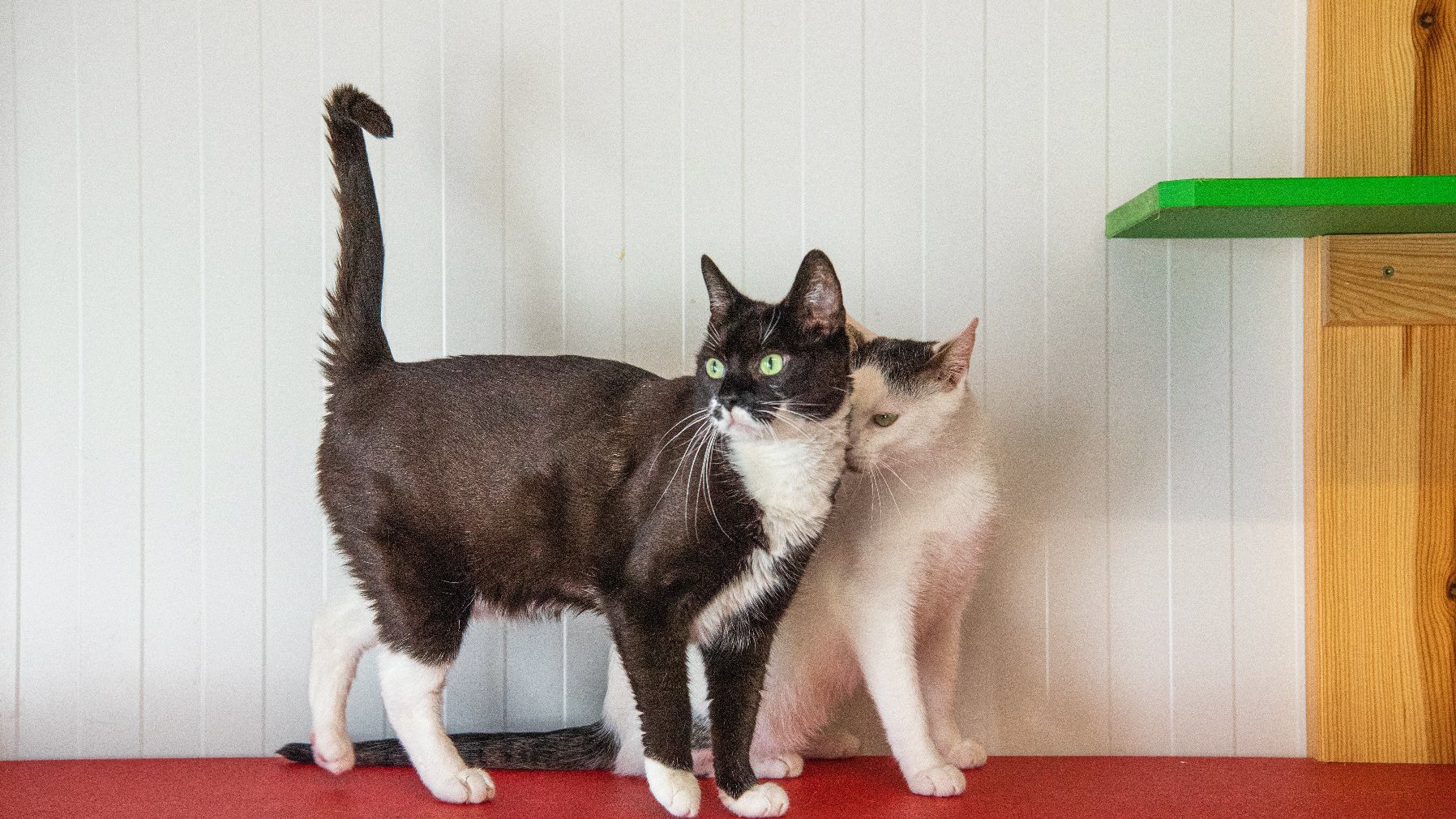 Na zdjęciu dwa koty, biały i czarny
