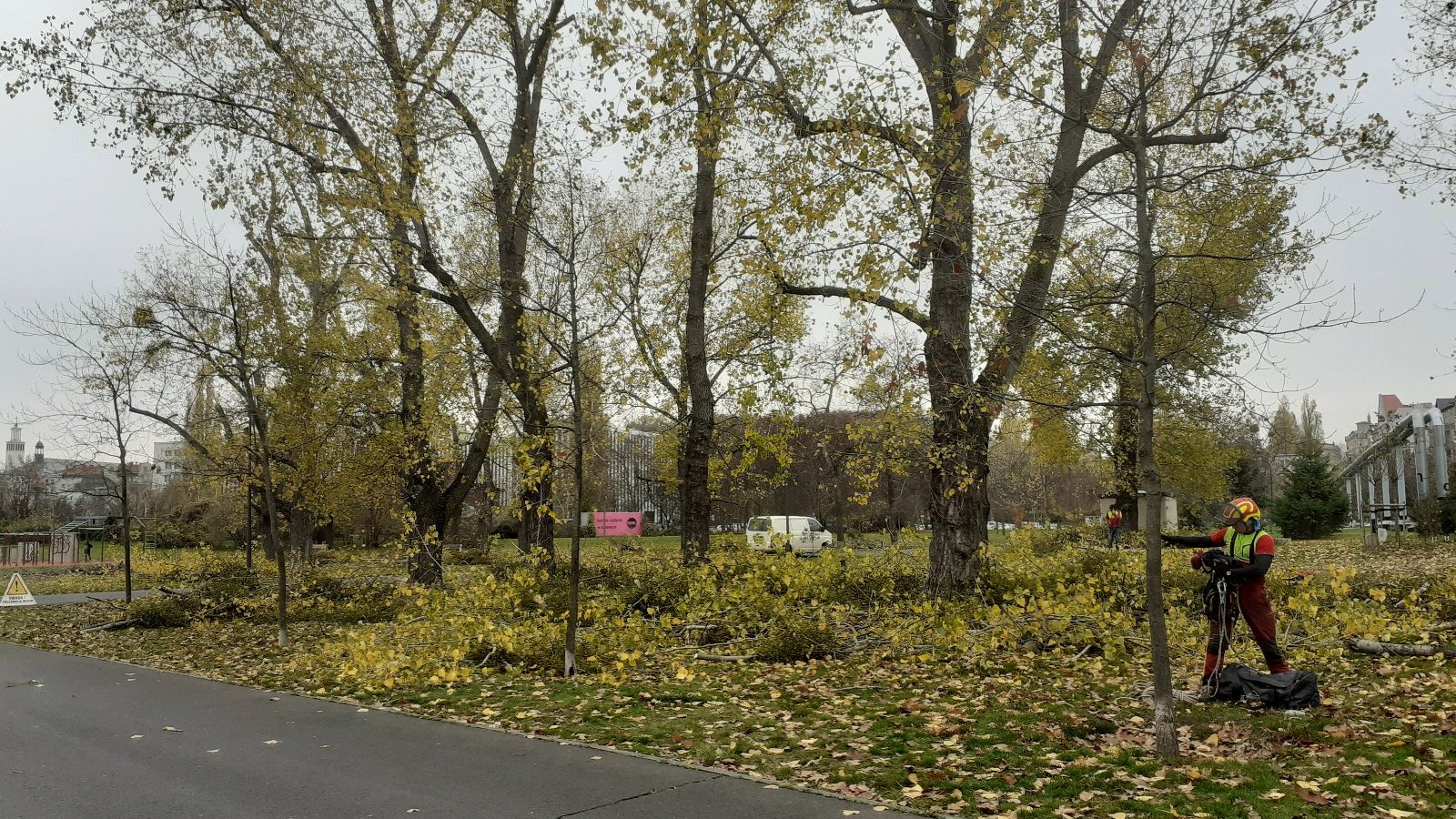 Galeria zdjęć przedstawiająca drzewa poddawane zabiegom pielęgnacyjnym