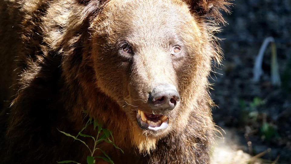 Na zdjęciu niedźwiedź brunatny patrzący w obiektyw