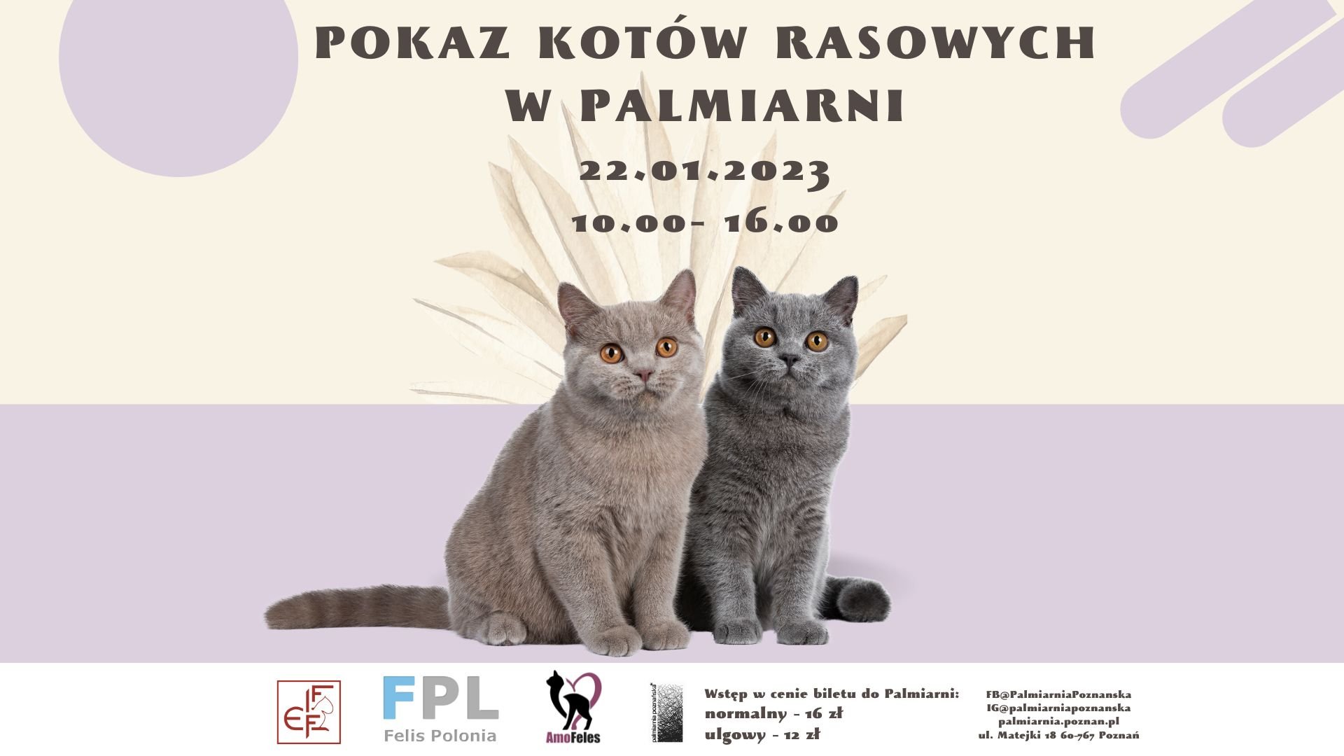 Plakat z kotami i informacjami o wydarzeniu