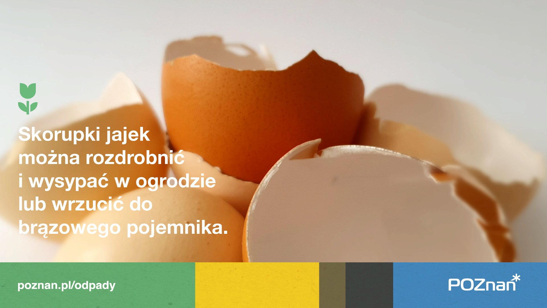 Na zdjęciu infografika na tle zdjęcia skorupek jajek - grafika artykułu