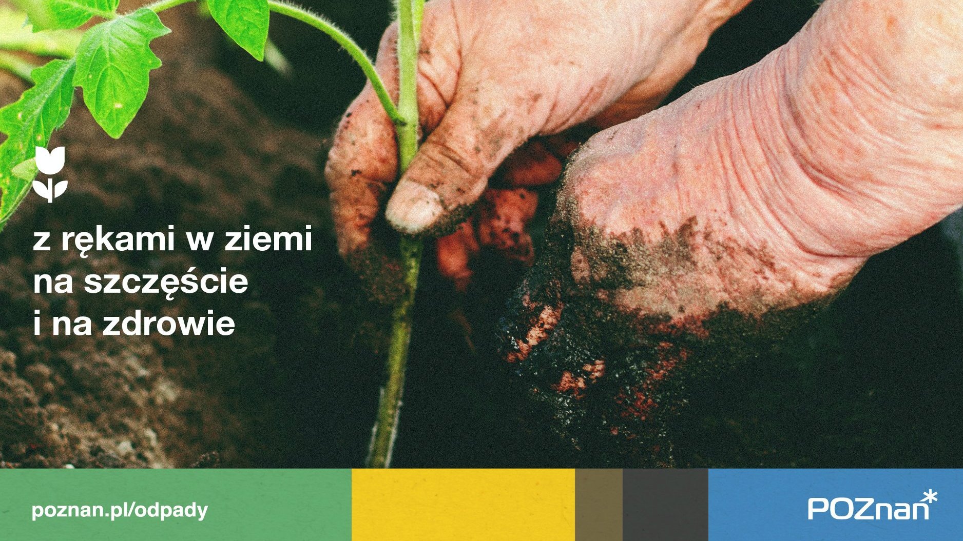 Na zdjęciu infografika na tle zdjęcia: ręce, które przesadzają roślinę