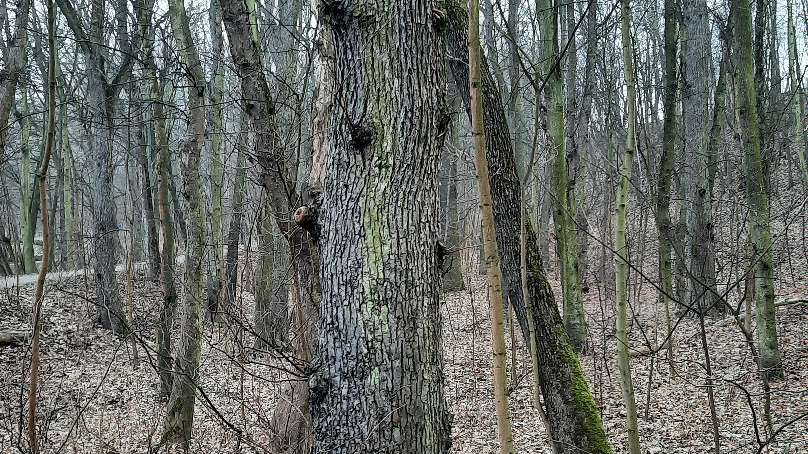 Na zdjęciu drzewa w lesie, na jednym z nich zamontowana jest budka dla ptaków