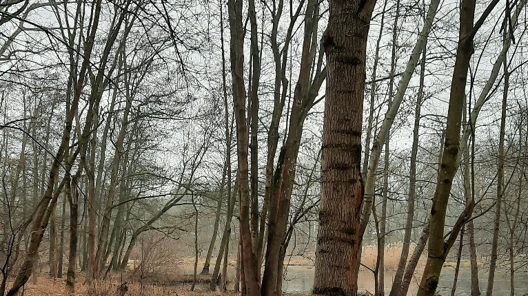 Na zdjęciu drzewa w lesie, na jednym z nich zamontowana budka dla ptaków
